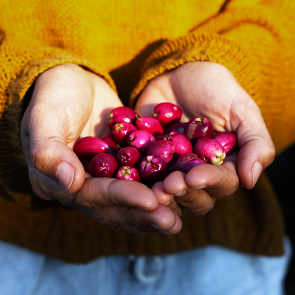 Australian Native Food | Warndu