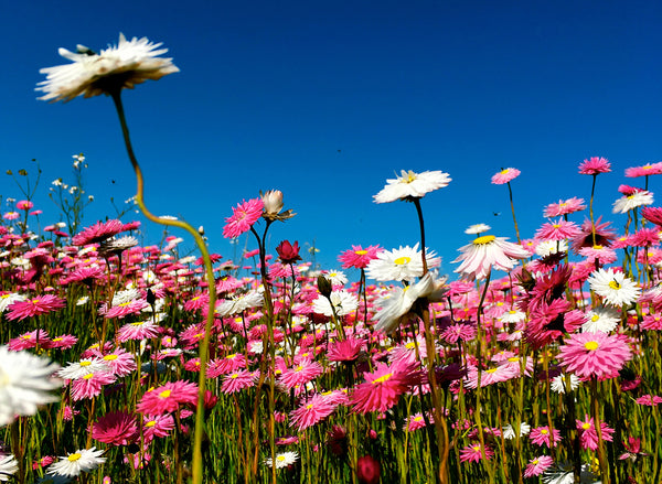 Wildflowers - Pink and White Everlastings