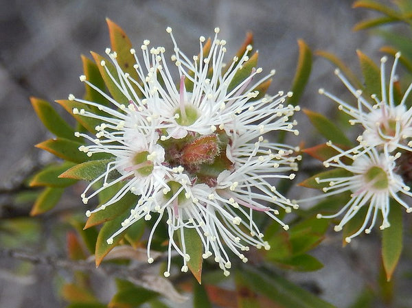 White Kunzea Flower | Warndu Australian Bush Tucker