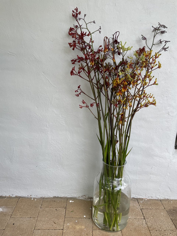 Warndu Wildflower Seeds Kangaroo Paw in vase
