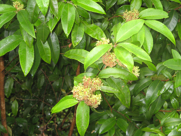 Lemon Myrtle Bush | Warndu Australian Native Food