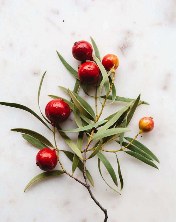 Quandong | Warndu Australian Bush Tucker © Warndu Pty Ltd. Photographs by Luisa Brimble.