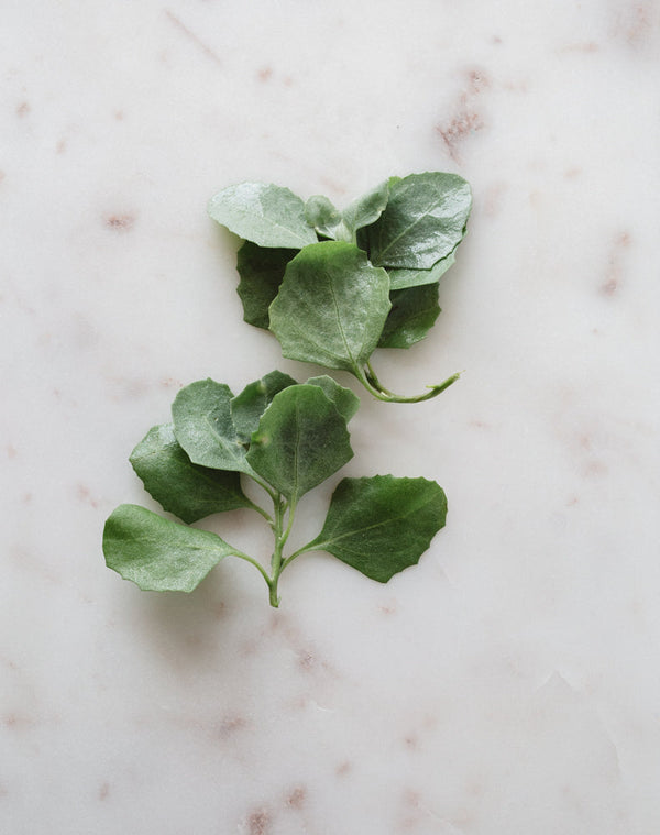 Saltbush | Warndu Australian Bush Tucker © Warndu Pty Ltd. Photographs by Luisa Brimble.