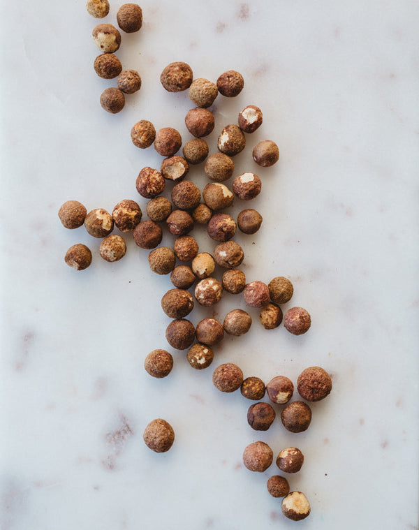 Sandalwood Nut | Warndu Australian Bush Tucker © Warndu Pty Ltd. Photographs by Luisa Brimble.