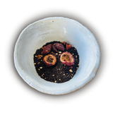 Quandong and Black Loose Leaf Tea in spice pot | Warndu