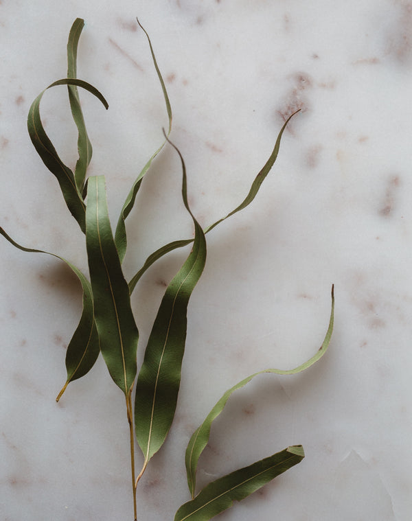 Warndu Australian Native, Anise Myrtle ~ Whole leaf dried and ground. 50g.