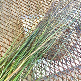 Warndu Australian Native, Native Lemon Grass ~ Dried. 50g.