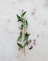 Australian Native Fresh Basil with purple flowers and green leaves