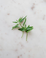 Warndu Australian Native | Native Mint & Tyrant Ant ~ Food Service Loose Leaf Tea. 500g