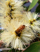 Warndu Australian Native | Walaja Bush Honey