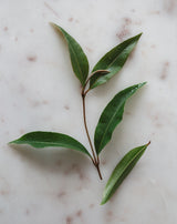 Warndu Australian Native, Lemon Myrtle ~ Whole leaf, dried and ground. 50g.