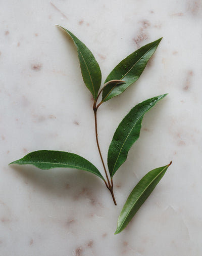 Lemon Myrtle Leaf | Warndu Australian Native Food