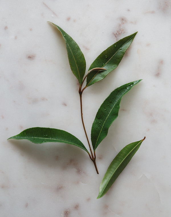 Warndu Australian Native | Australian Native Three Lemon ~ Food Service Loose Leaf Tea. 500g
